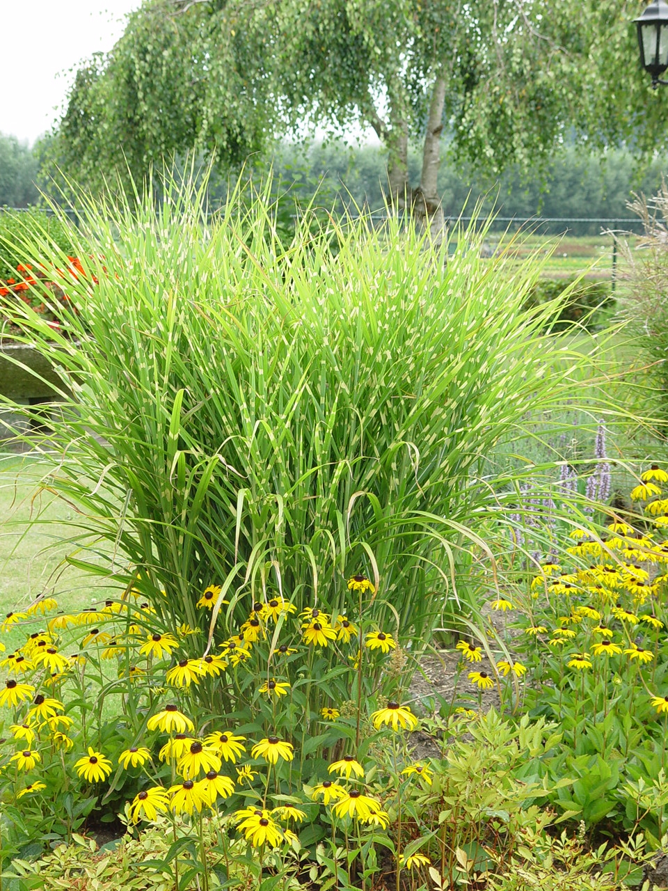 Miscanthus sinensis 'Zebrinus'